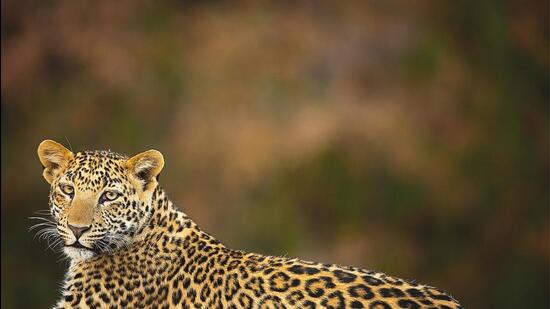 Though there are actually more leopards than tigers in India, you don’t spot as many of them during safaris