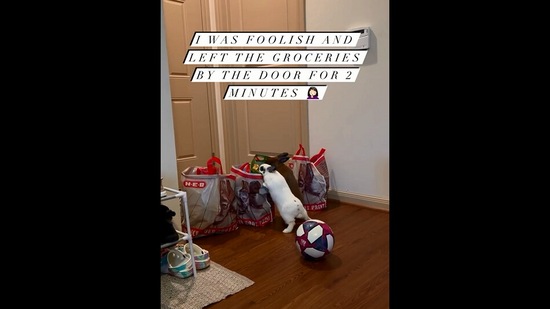 Human leaves groceries unattended for two minutes. Pet ...