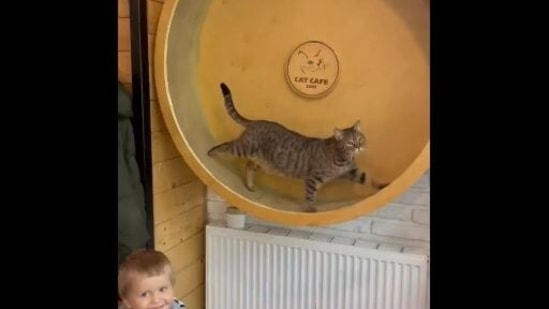 The cat wheel of Lviv's cat cafe is on the move as the cafe is open and the owners said they are not going anywhere leaving their 20 cats.&nbsp;