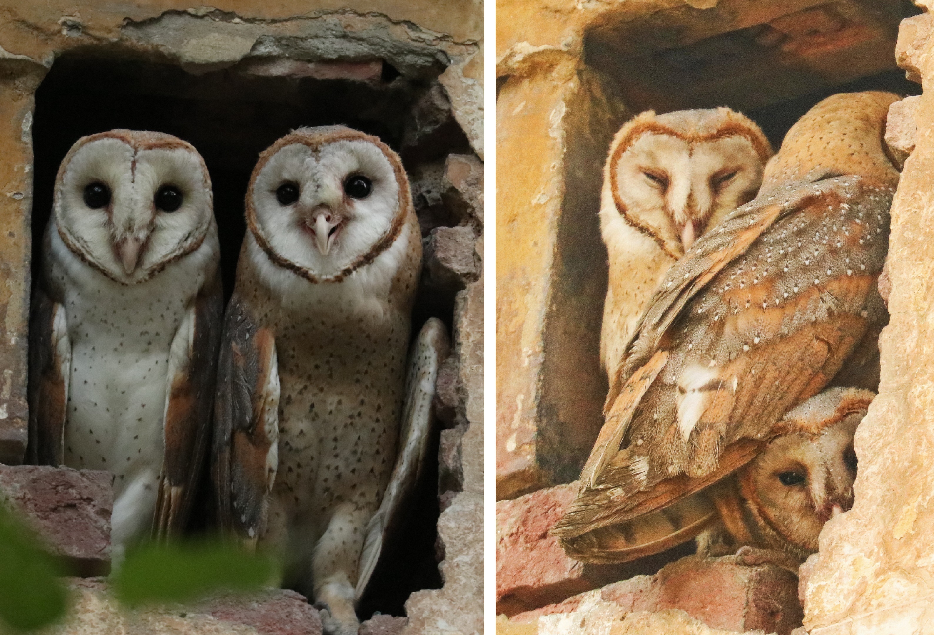 A family of Barn owls at Company Bagh, Amritsar. (PHOTOS: AMIT SHARMA)