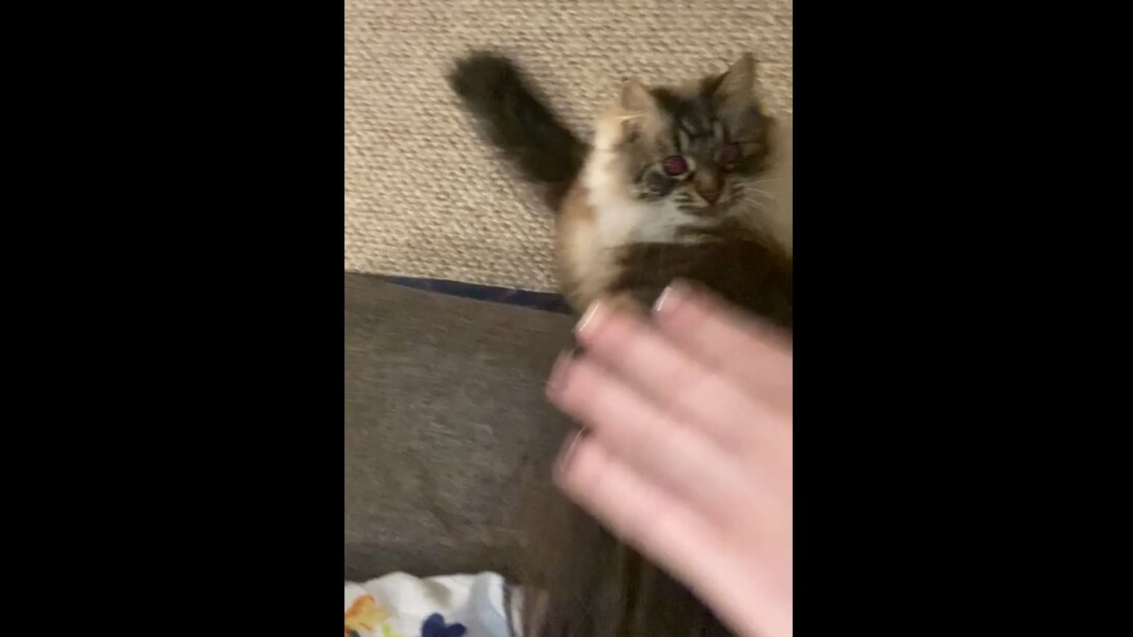 Catto Pulls Humans Hair Doesnt Let Go Watch Funny Cat Video