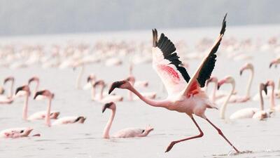 Now, however, environmentalists believe that a recent order of the National Green Tribunal (NGT) may set a strong precedent to bringing the remaining wetlands under protection. (HT) Now, however, environmentalists believe that a recent order of the National Green Tribunal (NGT) may set a strong precedent to bringing the remaining wetlands under protection. (HT)