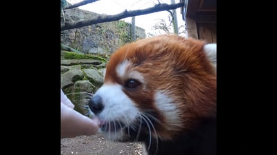 The viral video shows a red panda enjoying some snacks at the Oregon Zoo. (facebook/@oregonzoo) The viral video shows a red panda enjoying some snacks at the Oregon Zoo. (facebook/@oregonzoo)
