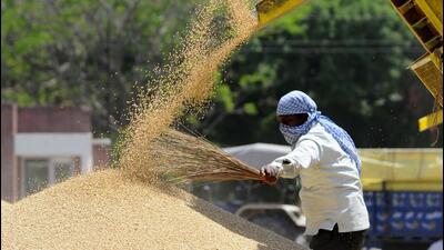 The Punjab government has directed all state agencies to make arrangements for gunny bales and storage ahead of wheat procurement. (HT File Photo) The Punjab government has directed all state agencies to make arrangements for gunny bales and storage ahead of wheat procurement. (HT File Photo)