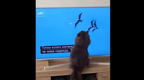 The Instagram video shows the cat ‘catching’ birds on the television.&nbsp;(instagram/@berliozexplores)