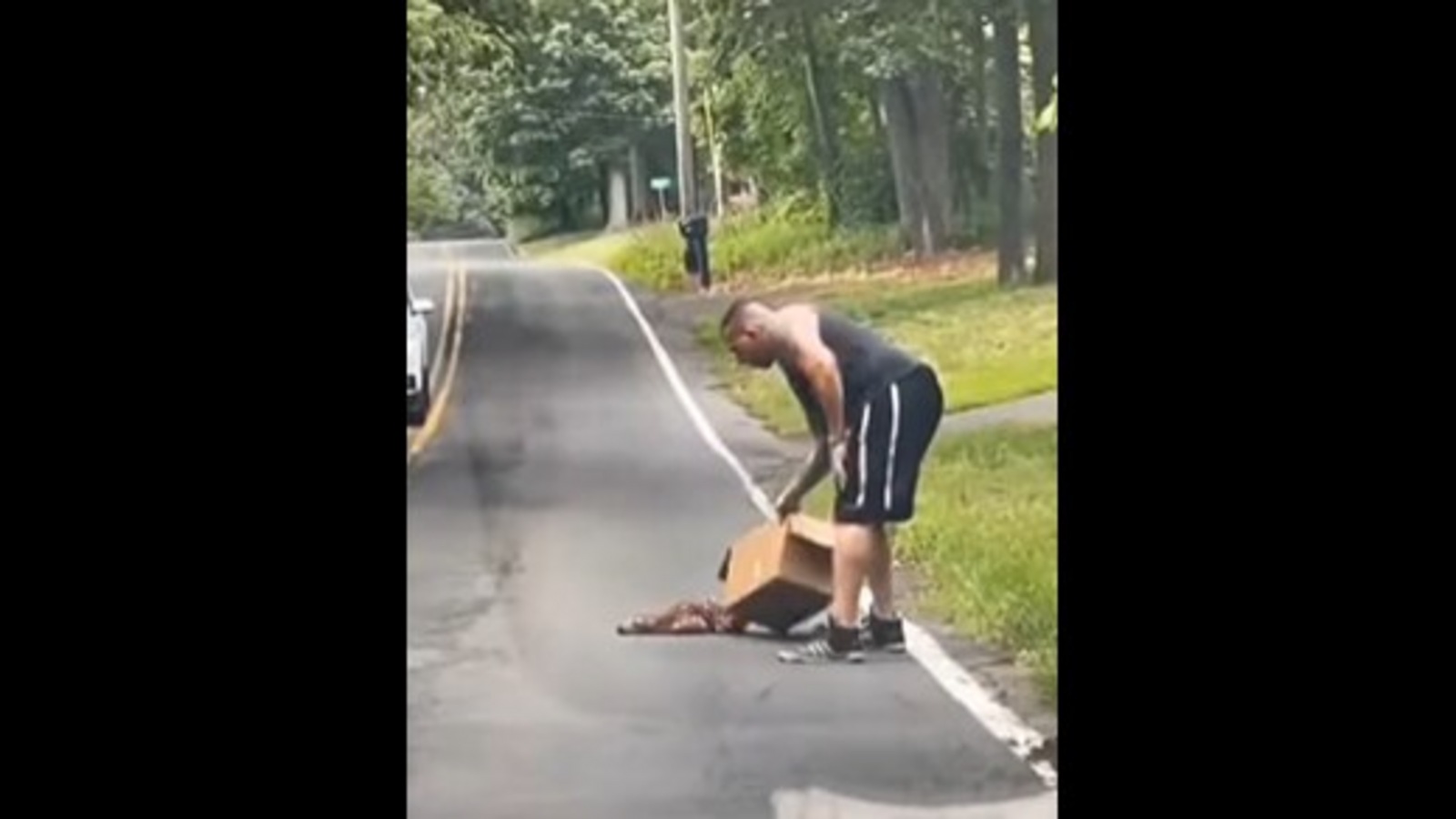 Man rescues a baby deer that came in front of traffic in a cute video. Watch | Trending - Hindustan Times