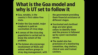 Chandigarh administration is likely to borrow elements from the successful Goa model while framing new dog by-laws. (HT Photo)