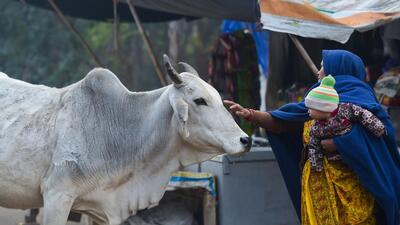 The Chhattisgarh government has procured about 6.4 million quintals of cow dung and produced two million lakh quintals of organic vermicompost. (PTI) The Chhattisgarh government has procured about 6.4 million quintals of cow dung and produced two million lakh quintals of organic vermicompost. (PTI)