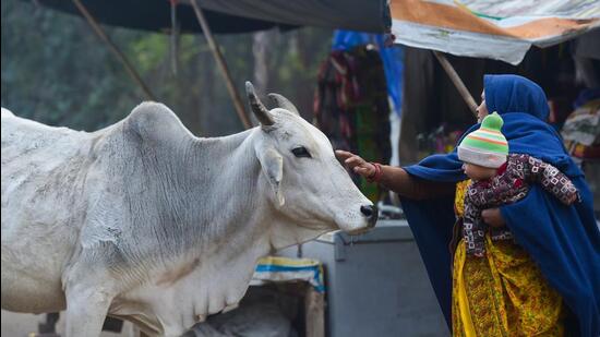 The Chhattisgarh government has procured about 6.4 million quintals of cow dung and produced two million lakh quintals of organic vermicompost. (PTI)