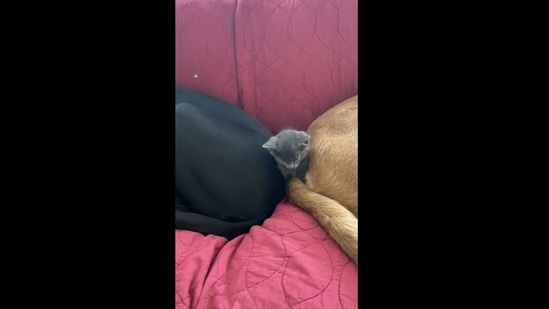 A screengrab of the video of a kitten sleeping between two dogs.(Reddit )