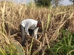 Failing to repay the loan taken under KCC (Kisan Credit Card) due to low harvest, the farmers said that now they wouldn't get any loans under the scheme.(Reuters file photo. Representative image)