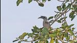 There have been sporadic sightings of the species in or around Gir since 1936. (HT PHOTO) There have been sporadic sightings of the species in or around Gir since 1936. (HT PHOTO)
