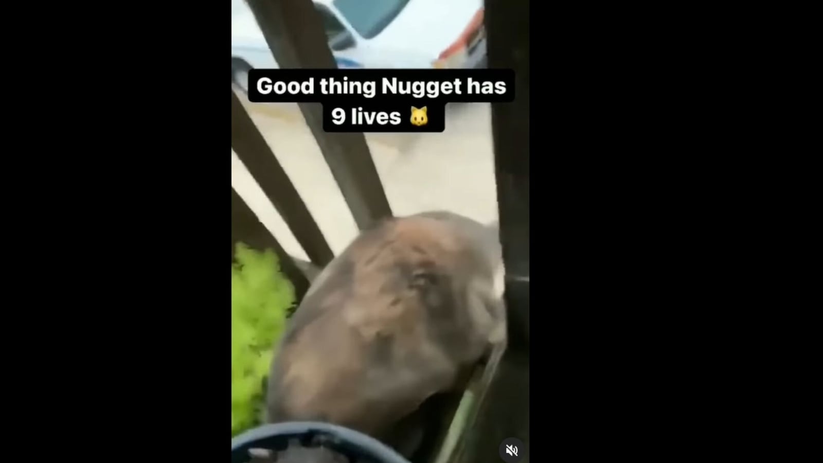 Cat jumps from balcony as human records in disbelief in ...