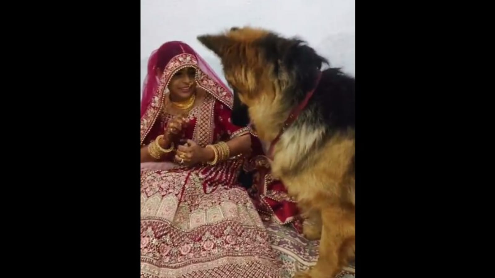 Cute video of bride bonding with German Shepherd doggo will make ...