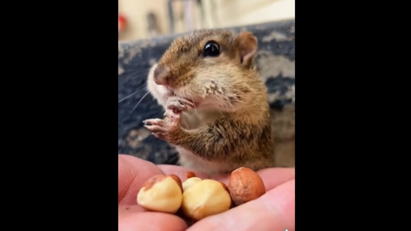 Big nut squishy discount