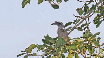 There have been sporadic sightings of the species in or around Gir since 1936. (HT PHOTO) There have been sporadic sightings of the species in or around Gir since 1936. (HT PHOTO)