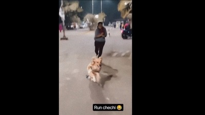 A screengrab of the video of the dog running away after it sees a pack of street dogs.&nbsp; (am_simmmba/Instagram )