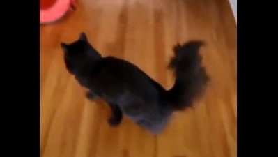 The image shows the cat running towards the automatic food dispenser after hearing the sound of treats being dispensed. (Tiktok/@couvieandkitty)
