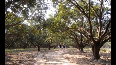 Mango growers in Malihabad cited poor flowering, diseases and erratic water supply as a few reasons for the expected low produce (Deepak Gupta/HT) Mango growers in Malihabad cited poor flowering, diseases and erratic water supply as a few reasons for the expected low produce (Deepak Gupta/HT)
