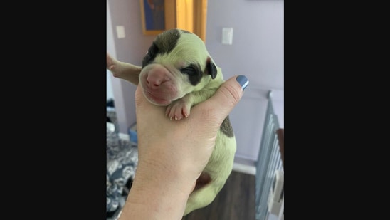 Green fur deals puppy