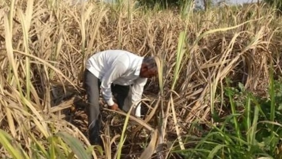 Failing to repay the loan taken under KCC (Kisan Credit Card) due to low harvest, the farmers said that now they wouldn't get any loans under the scheme.(Reuters file photo. Representative image) Failing to repay the loan taken under KCC (Kisan Credit Card) due to low harvest, the farmers said that now they wouldn't get any loans under the scheme.(Reuters file photo. Representative image)