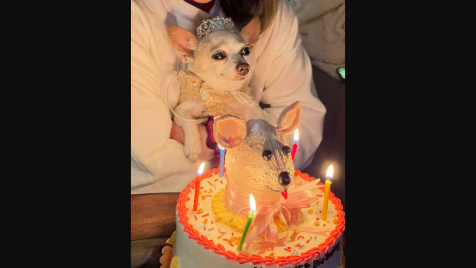 Doggo turns 15, celebrates quinceañera with lookalike cake and tiara. See  tweets | Trending - Hindustan Times