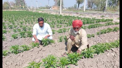 A group of enterprising young farmers of Bhainibagha village in Mansa district is paving the way to boost their agricultural income by gradually adopting crop diversification. A group of enterprising young farmers of Bhainibagha village in Mansa district is paving the way to boost their agricultural income by gradually adopting crop diversification.