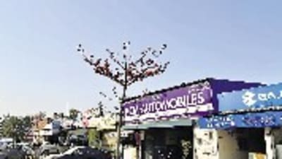Semal is among the 252 species of trees found in the Delhi region.