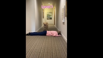 The Golden Retriever dog played a jumping game with its human. (benson.thegoldenretriever1/Instagram ) The Golden Retriever dog played a jumping game with its human. (benson.thegoldenretriever1/Instagram )