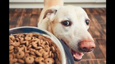 Feed right for purfect health Feed right for purfect health
