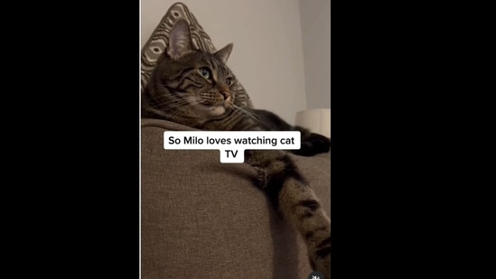 Cat watching store cat videos