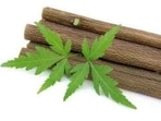 Bark of Neem tree may help treat and reduce coronavirus spread: Study (Pinterest) Bark of Neem tree may help treat and reduce coronavirus spread: Study (Pinterest)