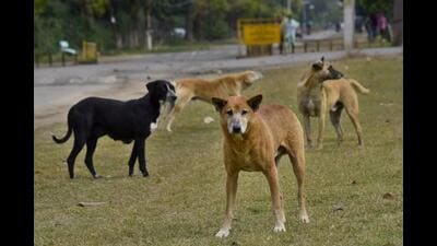 The stray dog population in Mohali has increased by approximately 1,000 over the last year. In June 2020, there were around 10,000 stray canines in Mohali. Now, there are approximately 11,000 dogs. (HT File) The stray dog population in Mohali has increased by approximately 1,000 over the last year. In June 2020, there were around 10,000 stray canines in Mohali. Now, there are approximately 11,000 dogs. (HT File)