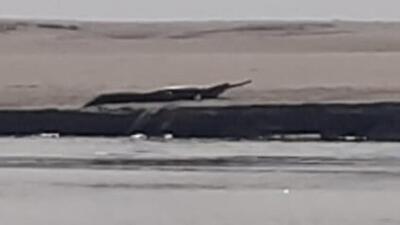 A team saw the animal on a sandbar on the Brahmaputra river at Silghat area, said Ramesh Gogoi, divisional forest officer, Kaziranga A team saw the animal on a sandbar on the Brahmaputra river at Silghat area, said Ramesh Gogoi, divisional forest officer, Kaziranga