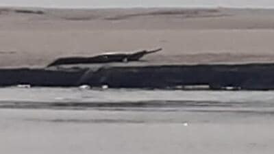 The gharial seen at Kaziranga National Park and Tiger Reserve in Assam on Thursday. (SOURCED.)