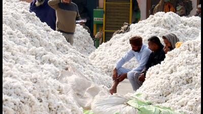 Punjab has set a target to increase area under cotton by 23% in the upcoming kharif season starting next month to 4 lakh hectares even as the last season proved devastating for farmers due to widespread pink bollworm infestation. Punjab has set a target to increase area under cotton by 23% in the upcoming kharif season starting next month to 4 lakh hectares even as the last season proved devastating for farmers due to widespread pink bollworm infestation.