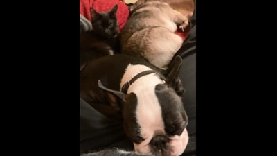 The image, taken from the Reddit video, shows the newly adopted cat with the dogs. (Reddit/@jackrussellcorgi)