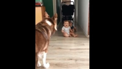 The image, taken from the Reddit video, shows the dog with the toddlers. (Screengrab)