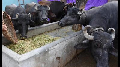 The dairy shifting project, which was to be implemented by September 30 last year, has already missed several deadlines as it became victim to the power politics and tussle between mayor Sanjeev Sharma Bittu and the state government. The dairy shifting project, which was to be implemented by September 30 last year, has already missed several deadlines as it became victim to the power politics and tussle between mayor Sanjeev Sharma Bittu and the state government.