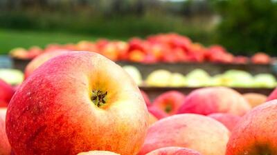 Horticulture minister Mahender Thakur said on Thursday in the Himachal assembly that the state government had requested the Centre to raise import duty on apples from 50% to 100% so as to protect the interest of farmers in the state. (Shutterstock/ Representational image)