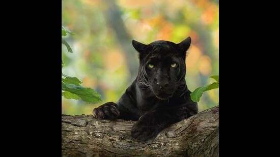 (Photo: Shaaz Jung) (Photo: Shaaz Jung)