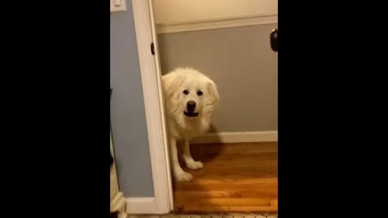 Screengrab from the viral Instagram video that shows how a dog found its human during a game of hide-and-seek. (instagram/@meowyjane00)