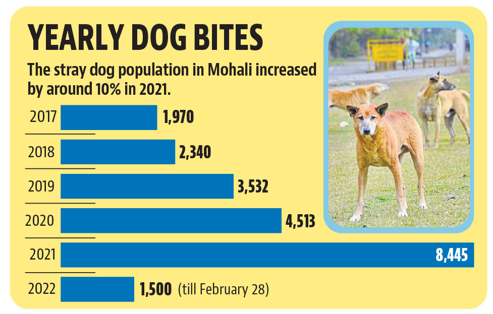 Mohali: Stray dog sterilisation remains on hold Mohali: Stray dog sterilisation remains on hold