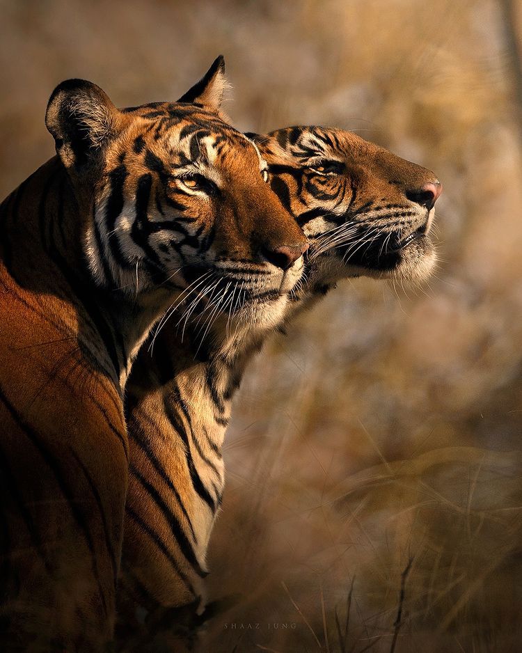 (Photo: Shaaz Jung)