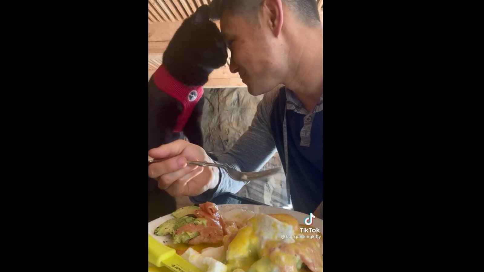 Cat distracts man to steal food. Watch how the kitty accomplishes its mission | Trending