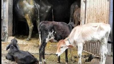 A Congress councillor of the Patiala municipal corporation has demanded a vigilance probe into the utilisation of funds in the multi-crore dairy shifting project.