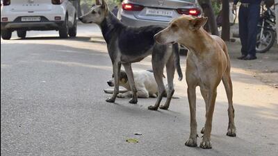 According to municipal data, Delhi last year reported nearly 32,000 dog bites, mostly by community dogs. Feeding community dogs is a fraught issue in most residents, with routine conflicts between dog-lovers and haters. (Representative image/HT Archive) According to municipal data, Delhi last year reported nearly 32,000 dog bites, mostly by community dogs. Feeding community dogs is a fraught issue in most residents, with routine conflicts between dog-lovers and haters. (Representative image/HT Archive)