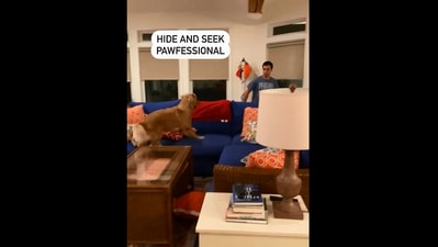 The image, taken from the Instagram video, shows the dog playing hide-and-seek with its human. (Instagram/@hudsonbegood)