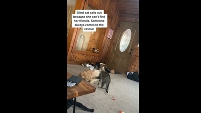 A screengrab of the video of a visually impaired cat that meows loudly to attract the attention of its friend. (Reddit ) A screengrab of the video of a visually impaired cat that meows loudly to attract the attention of its friend. (Reddit )