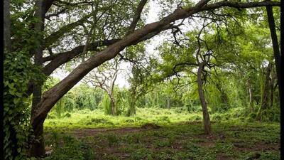 A meeting of all forest divisional and range officers of Punjab was held at the Forest Complex in Sector 68, Mohali, on Friday. (HT File)